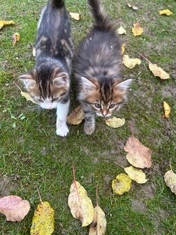 Darujeme koťátka - 6