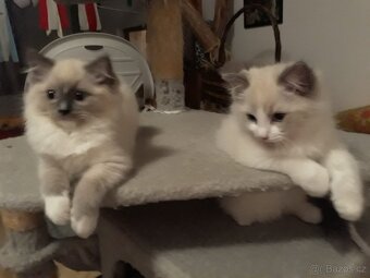 Ragdoll koťátka s PP - 6