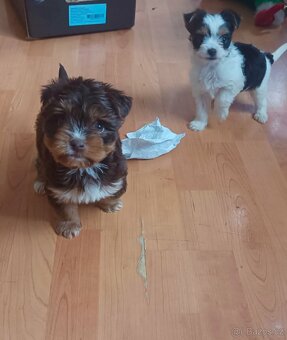 Jorkšír ,Jorkšírský teriér, Yorkšír - 6