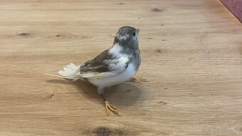 Nabízím samička narozeniny 6/2025. - 6