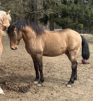Připouštění Lusitano hřebcem - 6