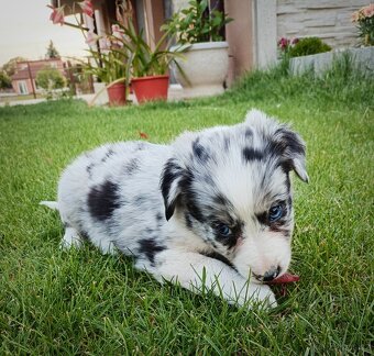 Border kolie - 6