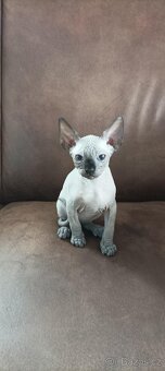 Rezervace sphynx - 6