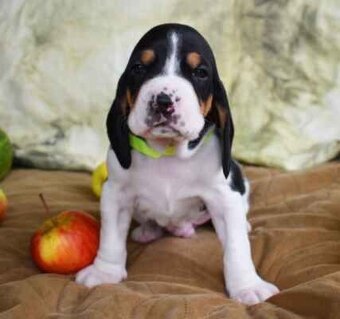 Bernský honič krásná štěňata - 6