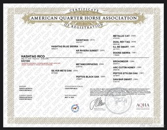 Palomino hřebeček QH - 6