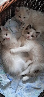 Koťátka ragdoll s PP - 6