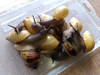 Archachatina marginata candefacta Cameroon - 6