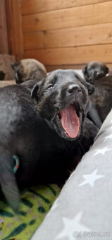 Belgický ovčák Malinois - štěňata (Německý ovčák podíl 25%) - 6