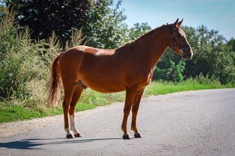 Pony do sportu ,valach . - 6