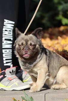 🔹 Krycí pes k dispozici – Fluffy Frenchie s PP🔹 - 6