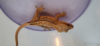 AKCE HALLOWEEN Pagekon řasnatý Correlophus cilliatus - 6