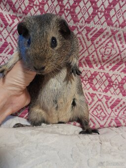 Morče - morčátko - 6