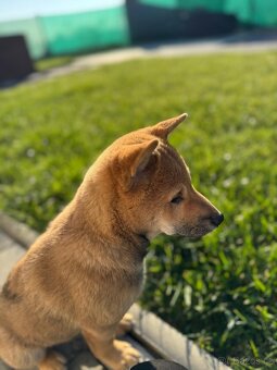 Shiba Inu štěňátko – kluk k odběru od 11. 10. - 6
