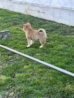 Shiba inu, šiba inu - 6