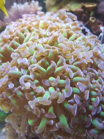 Mořské korály - 6