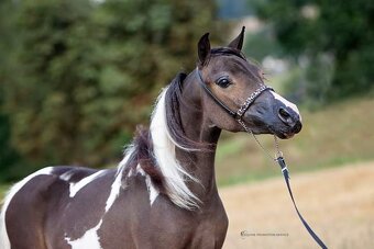 Tříletý hřebec minihorse - 6