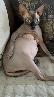 Kanadský sphynx - 6