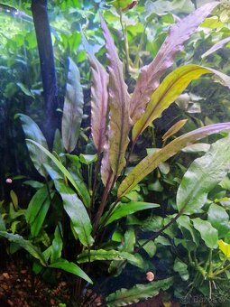 Čerstvé akvarijní rostliny - 6