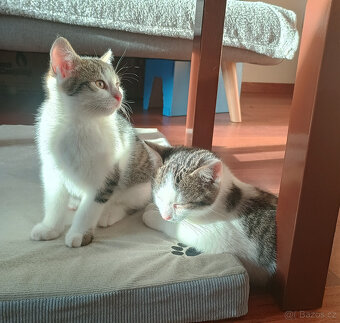 Koťata, kotě, jen do dobrých rukou - 6