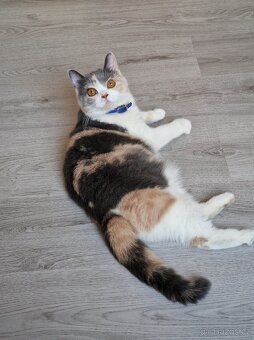 Britská koťata - 6