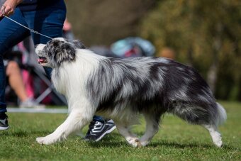 Border kolie štěně s PP - 6