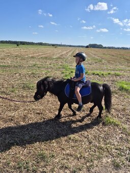 2 hřebci typu shetland - 6