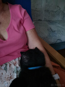 Nabídka krytí - Šiperka s PP - 6