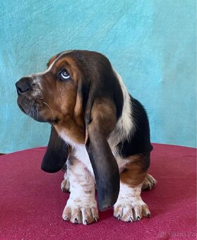 Štěňata Bassethound s PP - 6