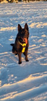 Německý ovčák- poslední pejsek - 6