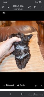 Prodám Jokšírský teriér čokoládový s pp - 6