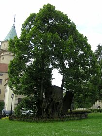 DŘEVINY - OCHRANA A PÉČE - elektronická příručka - 6