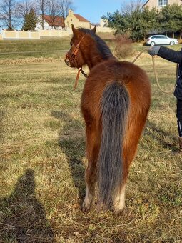 Welsh Mountain pony - 6