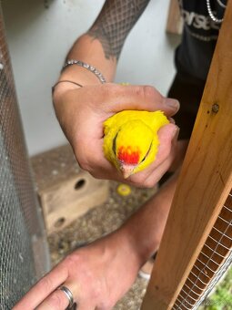 Kakariki - 6