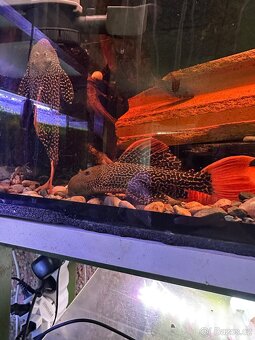 L600Pleco,L114 Pleco, Manacapura - 6