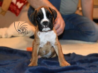 Nemecký boxer- pekné šteniatka s PP - 6