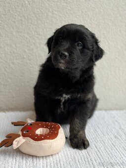 Golden Aussie steniatka - 6