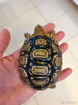 Želva pardálí - 6