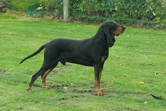 Šteniatka Black and Tan Coonhounda na predaj - 6