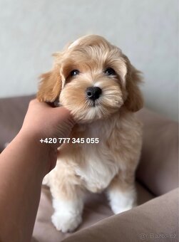 Maltipoo F1 Caramel male pejsek Martin - 6