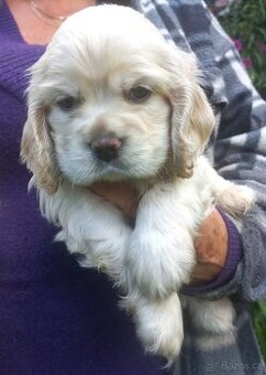 Americký kokršpaněl-štěňátka/ American cocker spaniel - 6