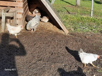 Faverolka kohouti - 6