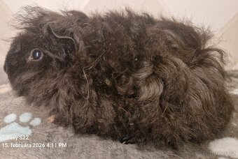 Morčata s PP- samičky - 6