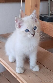 Koťátka ragdoll s PP - 6