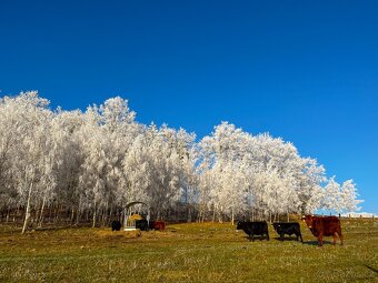 Rezervace na dexter jalovice s POP na rok 2026 - 6