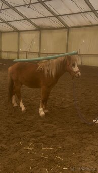WELSH MOUNTAIN PONY PRO DĚTI - 6