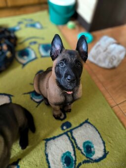Belgický ovčák malinois s pp - 6