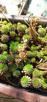 Jarní směs rostlin. - 6