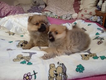 POMERANIAN - 6