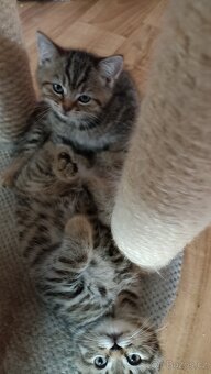 Britská kočička  s PP - 6