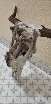 Stará velká trofej/lebka 50x67 cm. - 6